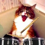 44 Songs About Cats