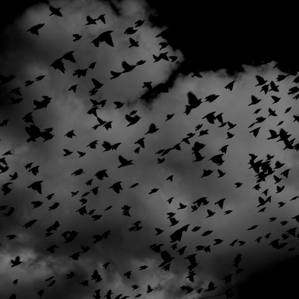 Birds Are Flying Overhead - The Cavan Project